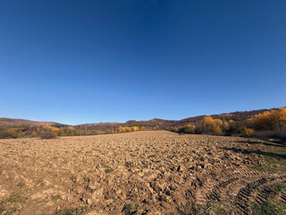 Autumn rural field landscape with bright yellow trees under a blue sky