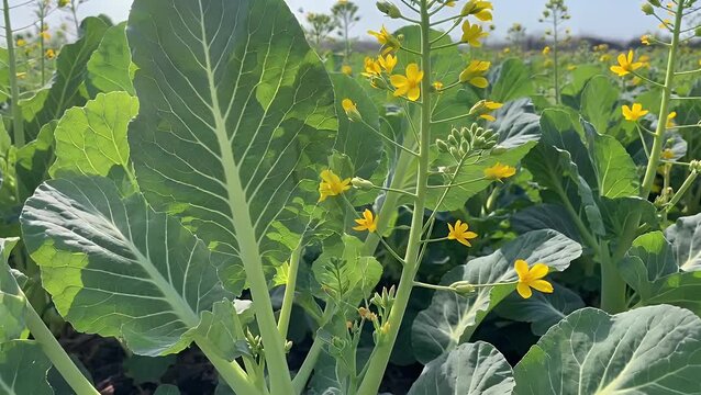 Up of a Vibrant Bok Choy Garden with Lush Green Leaves and Yellow