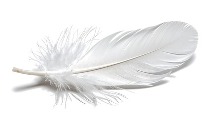 Fototapeta premium Delicate White Feather Isolated on a Clean Background.