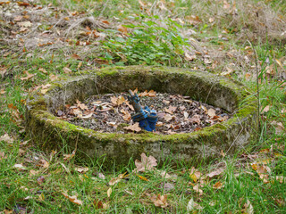 A blue-painted valve in the ground without a round handle, outdoors.
