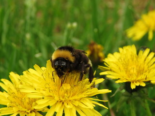 Bumble Bee (Bombus hortorum) polinating dandelion (Taraxacum) flower © TPS