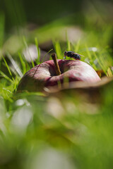 A black fly on a fallen rotting apple in the grass.
