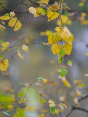 Birch leaves in autumn colors on a twig.
