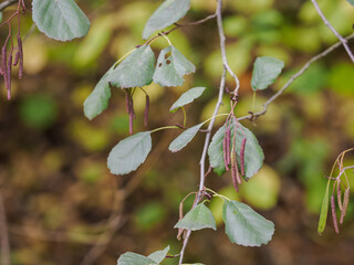 Small pollen catkins on an alder twig with green leaves.
