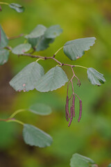 Small pollen catkins on an alder twig with green leaves.
