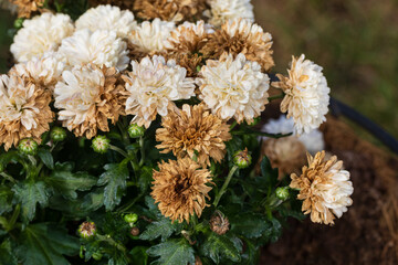 White mums flowers wilting and dying. Deadheading, Chrysanthemum plant care and flower gardening concept.