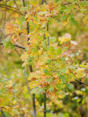 An insect gall on the underside of an oak leaf in autumn colors.

