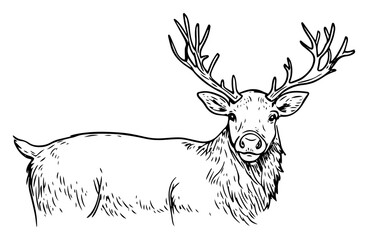 Naklejka premium Majestic stag with full antlers standing alert – detailed wildlife line‑art illustration