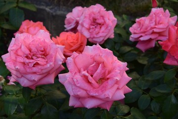 pink rose in garden