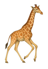 Fototapeta premium Realistic Giraffe Illustration | Safari Animal Artwork for Wildlife and Educational Design Projects