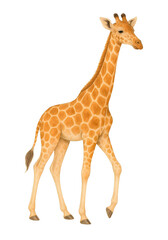 Naklejka premium Realistic Giraffe Illustration | Safari Animal Artwork for Wildlife and Educational Design Projects