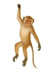 Obraz premium Realistic Monkey Illustration | Safari Animal Artwork for Wildlife and Educational Design Projects