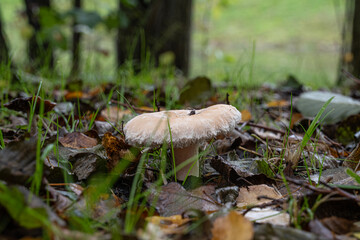A Rusty milk-cap  (Lactarius pubescens) in a bed of leaves