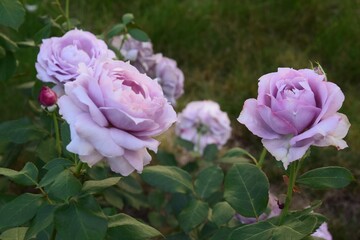 violet roses in the garden