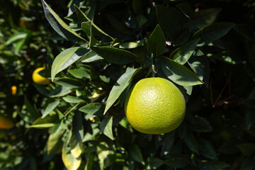 Orange garden with ripe oranges on tree branches.