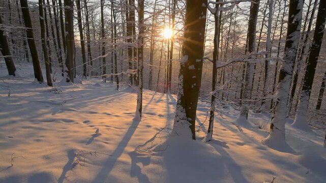 Sonnenaufgang, Wald, Winter, Rohrbrunn, Spessart, Bayern, Deutschland, Europa