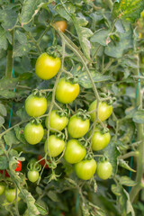 Tomatoes in the greenhouse organic farming