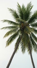 Fototapeta premium A tall palm tree stands majestically against a bright sky, its large fronds swaying gently in the tropical breeze, evoking feelings of relaxation ,organic ,plant ,bright