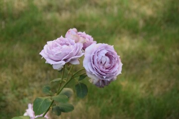violet roses in a garden