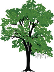 green isolated lush tree with thin stem