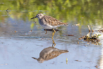 レンコン畑で餌を探すエリマキシギ
