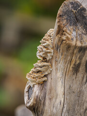 Light brown wood-decaying fungi growing on an old dry trunk.
