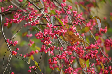 European spindle with pink petals and orange fruits.
