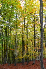 Colorful autumn beech forest with golden leaves and soft light in the mountains