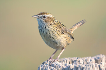 A wild striated fieldwren (Calamanthus fuliginosus) perched on a weather wooden post, isolated against a blurred background, Victoria, Australia