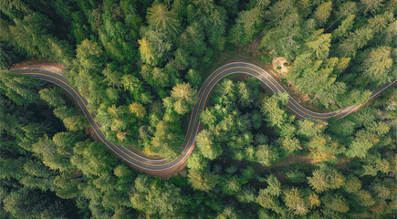 windy road running through the trees