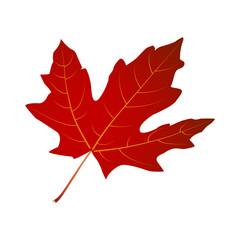 Red maple leaf vector. Isolated for autumn and Canadian-themed projects; great for cards, stickers, crafts, print and digital designs. Perfect natural foliage illustration.