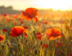 Vibrant poppy field at sunset, a serene landscape.