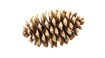 Natural pine cone detail