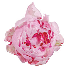 isolated light red peony single lush bloom