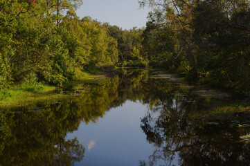 Horizontal picture Sawgrass Park St. Petersburg, Florida. Swamp water way with tree and green grass on the sides with lilies and reflections of clouds in the water. Sunny blue sky with white clouds.

