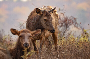 Beautiful Elk Cows Light Mountain Rain Peace