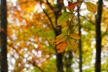 Close-up of autumn beech leaves with warm colors and sunlight