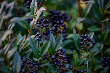 Close-up of dark, glossy berries clustered on green foliage, showcasing nature's intricate details in a garden or forest setting