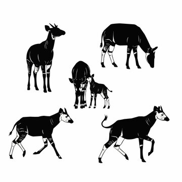 High quality okapi silhouette set featuring the rare african forest animal in clean vector style designed for posters prints logos and digital art projects