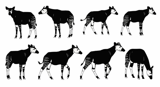High quality okapi silhouette set featuring the rare african forest animal in clean vector style designed for posters prints logos and digital art projects