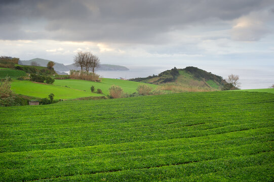 Tea plantaitions  agriculture Azores, Portugal