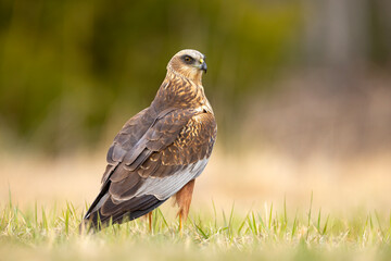 Błotniak stawowy (Circus aeruginosus)