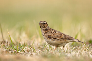 Lerka, skowronek borowy (Lullula arborea) © Grzegorz