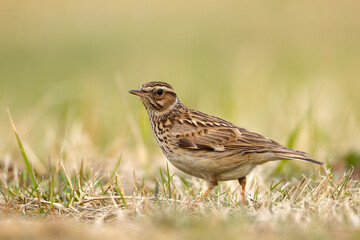 Lerka, skowronek borowy (Lullula arborea) © Grzegorz