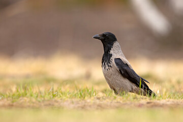 Wrona siwa (Corvus cronix)