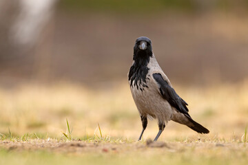 Wrona siwa (Corvus cronix)