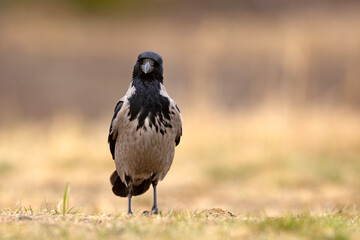 Wrona siwa (Corvus cronix)