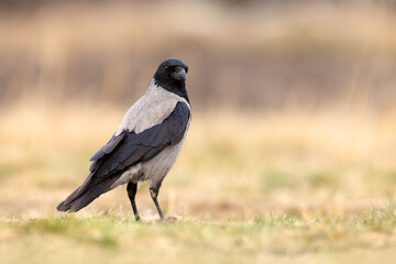 Wrona siwa (Corvus cronix)