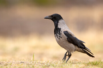 Wrona siwa (Corvus cronix)