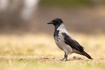 Wrona siwa (Corvus cronix)
